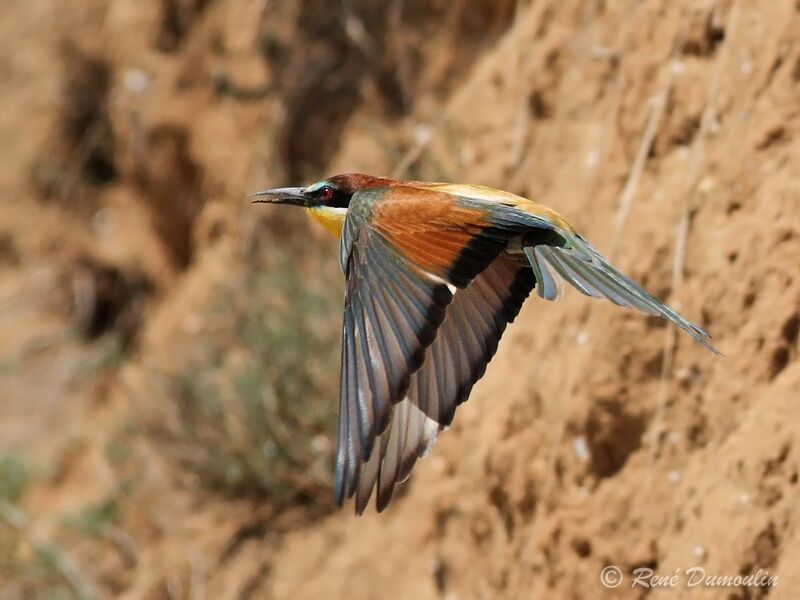 European Bee-eateradult, Flight