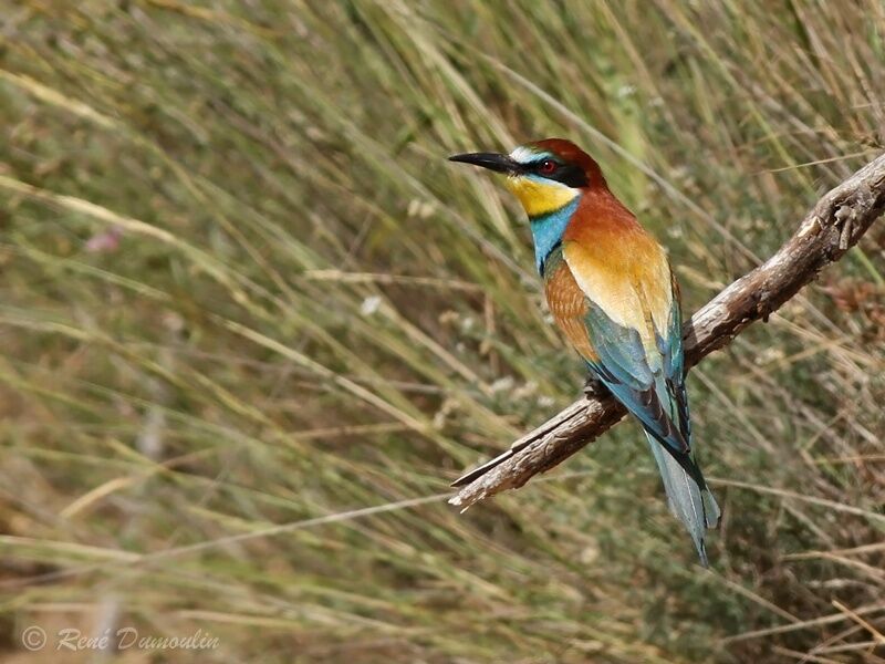 European Bee-eater male adult, identification