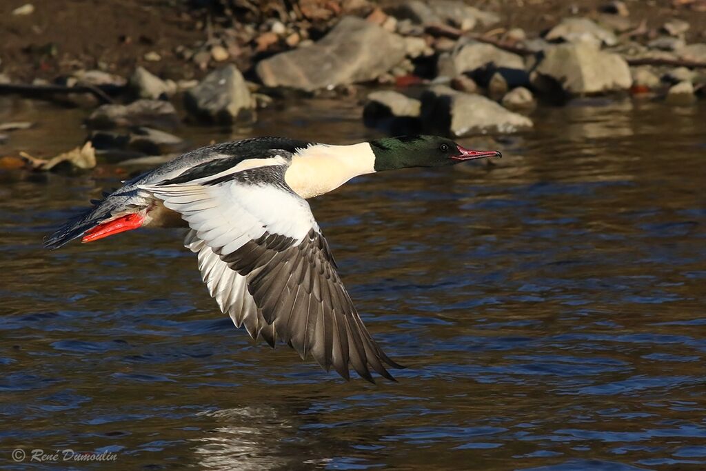 Common Merganser male adult breeding, Flight