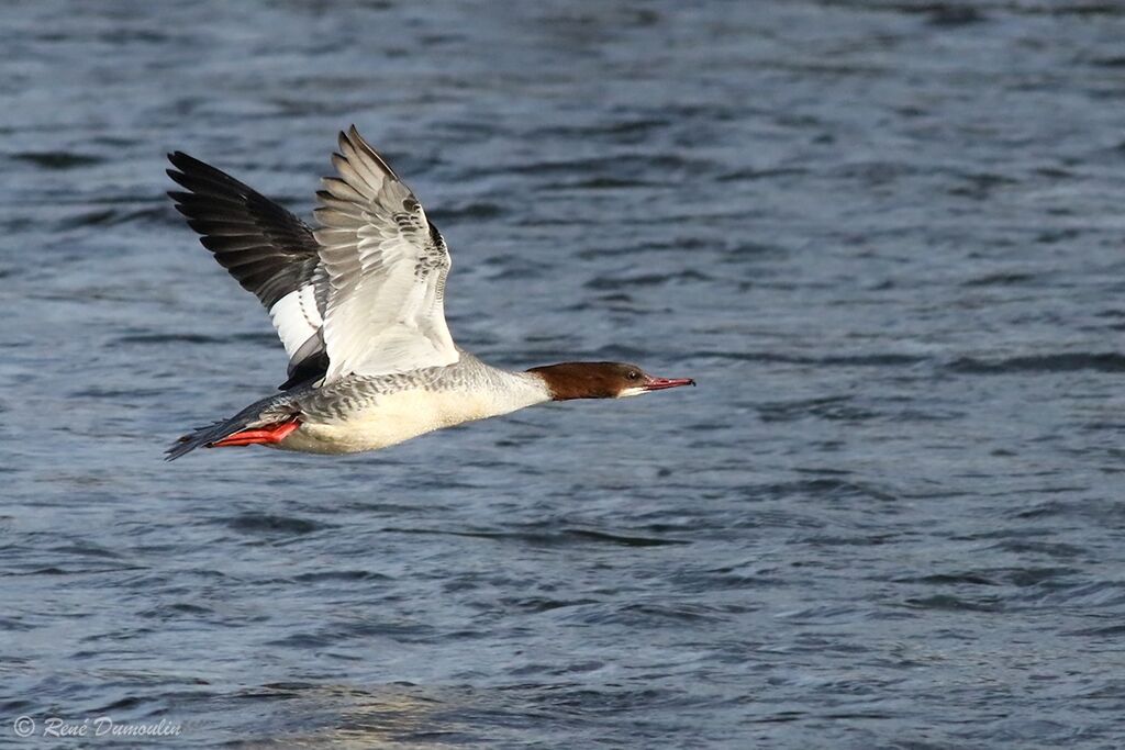 Common Merganser female adult breeding, Flight
