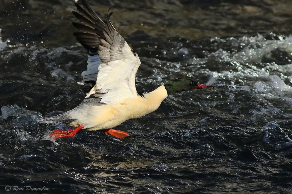 Common Merganser male adult breeding, Flight