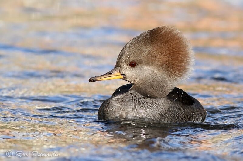 Hooded Merganser female, identification