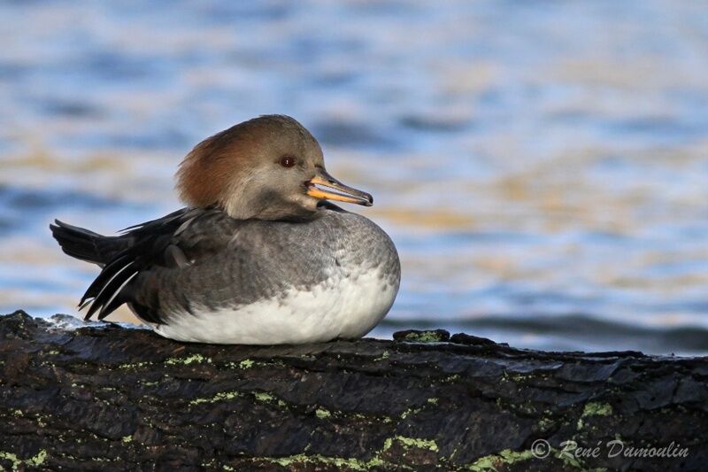 Hooded Merganseradult, identification