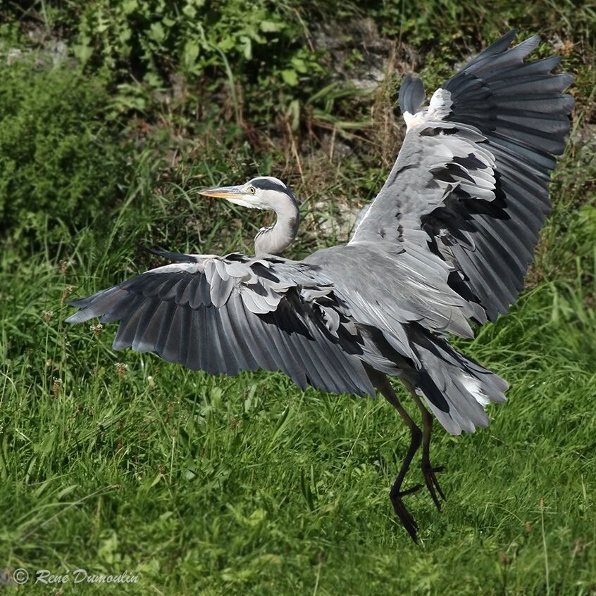 Grey Heronadult transition, Flight