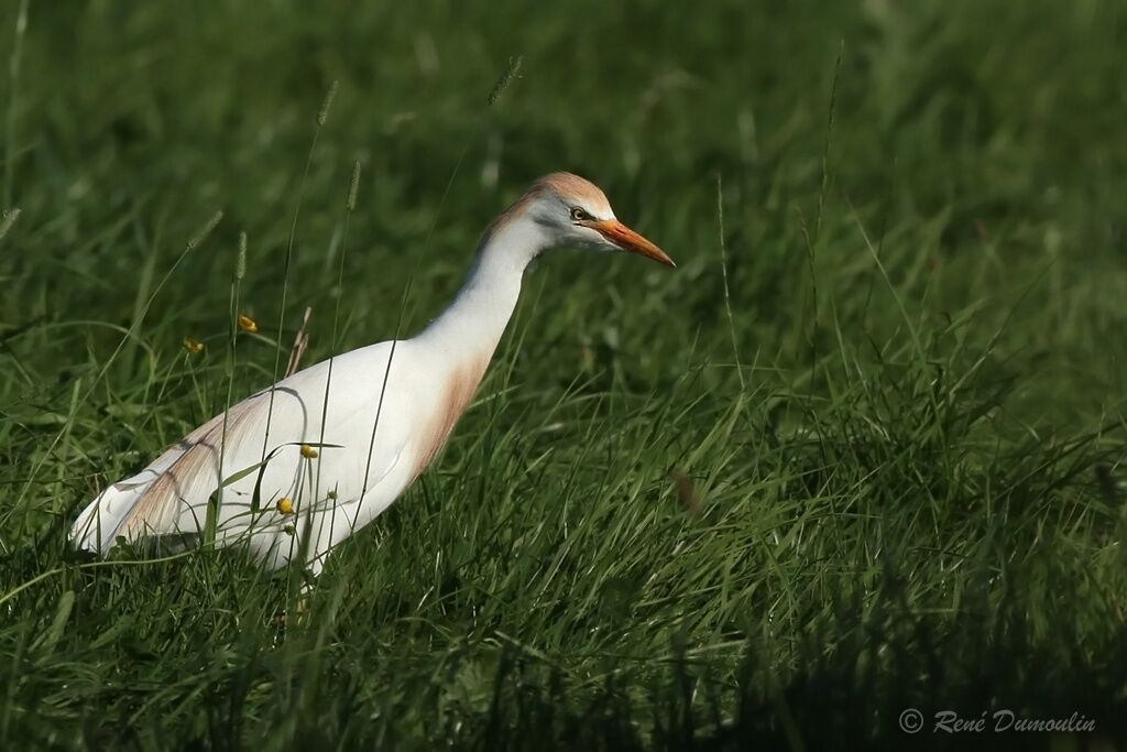 Western Cattle Egretadult transition, identification