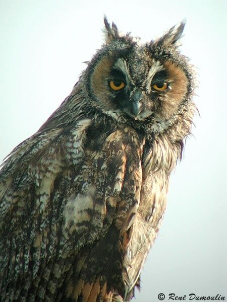 Hibou moyen-duc