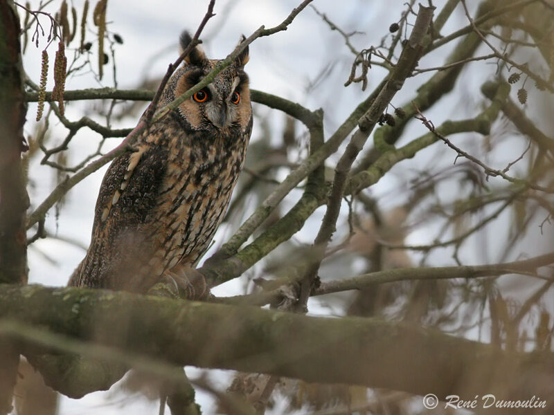 Long-eared Owladult