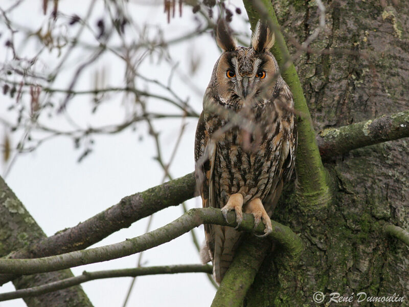 Long-eared Owladult