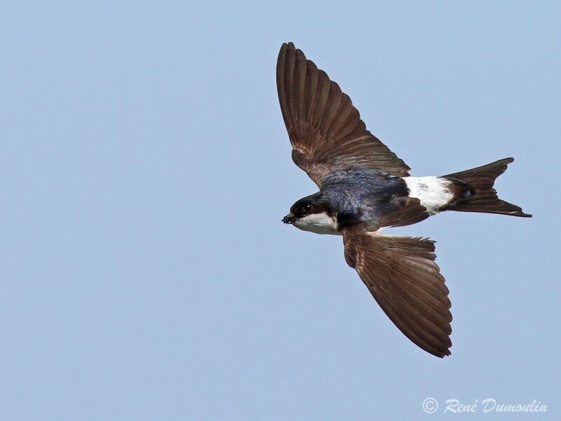Western House Martinadult, Flight