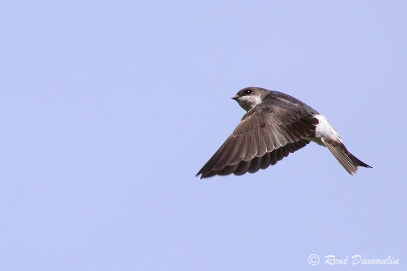 Western House Martinjuvenile, Flight