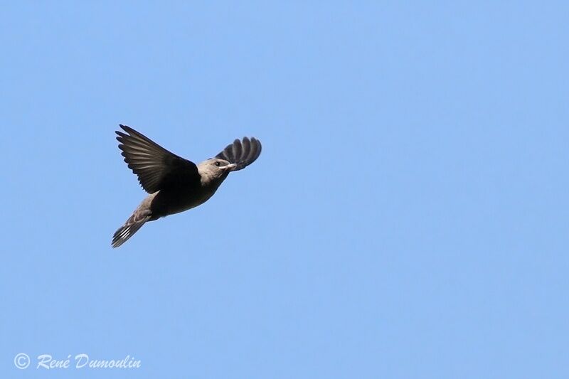 Eurasian Crag Martinjuvenile, Flight