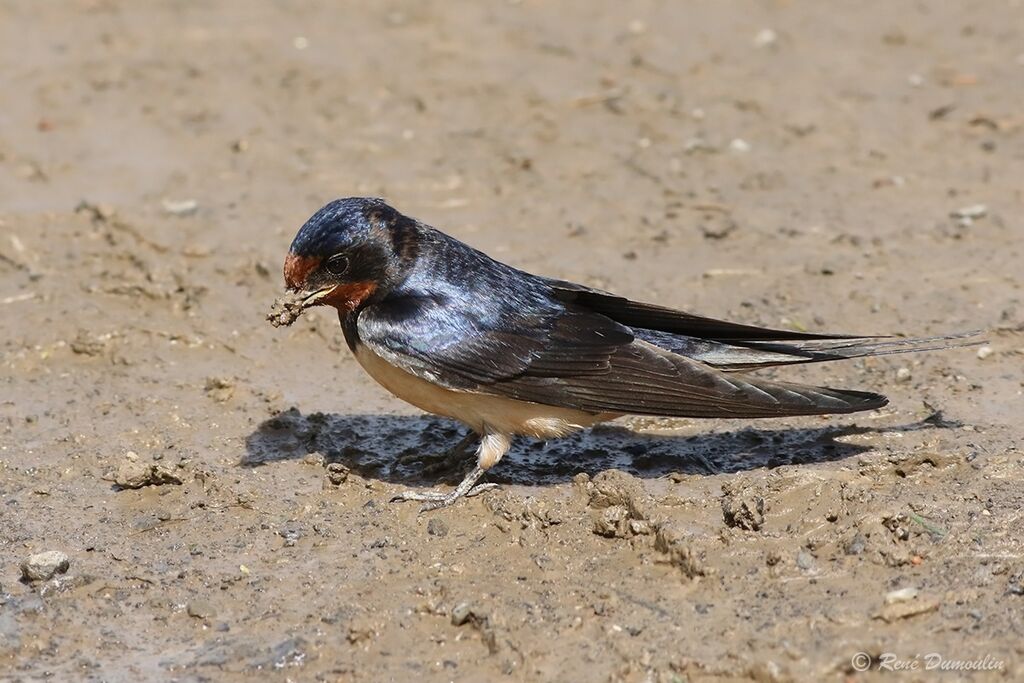 Barn Swallowadult breeding, Reproduction-nesting