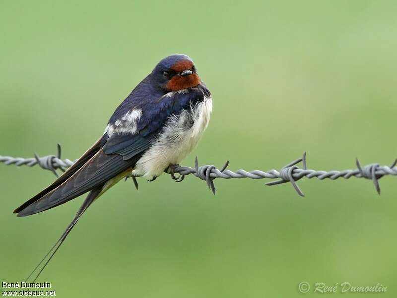 Barn Swallow male adult, identification