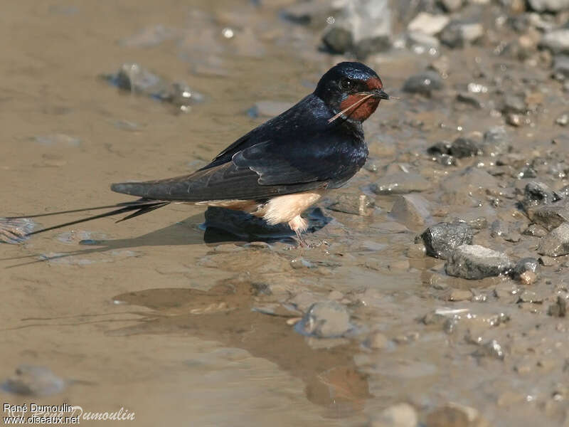 Hirondelle rustique mâle adulte, identification, Nidification, Comportement