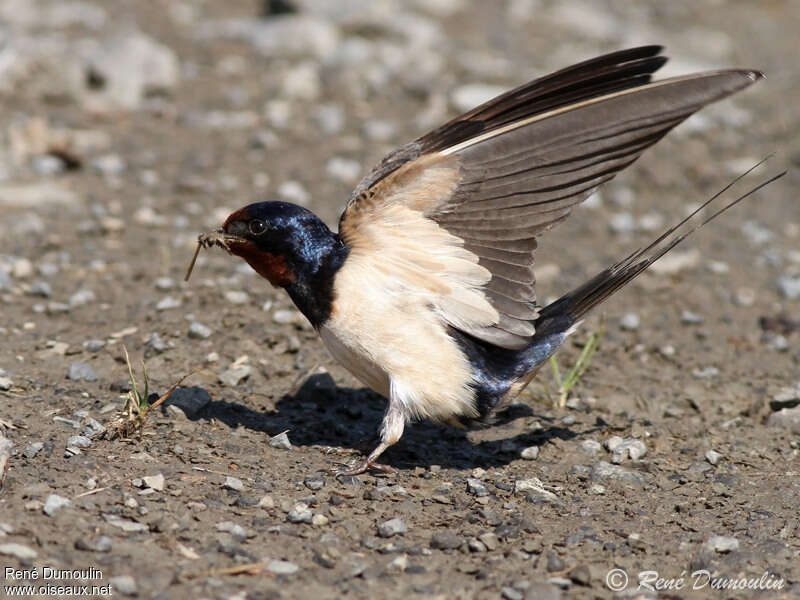 Barn Swallow male adult, Reproduction-nesting, Behaviour