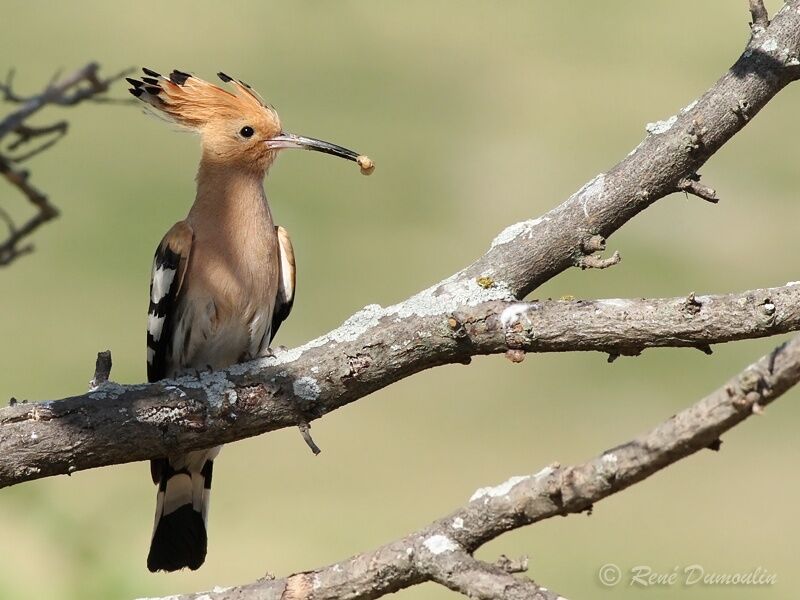 Huppe fasciéeadulte, identification