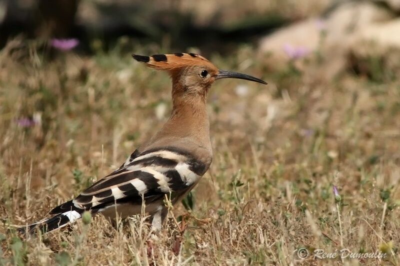 Huppe fasciéeadulte, identification