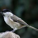 Mésange nonnette