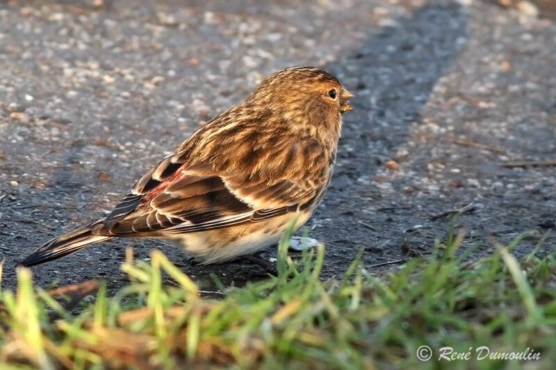 Twite male adult, identification