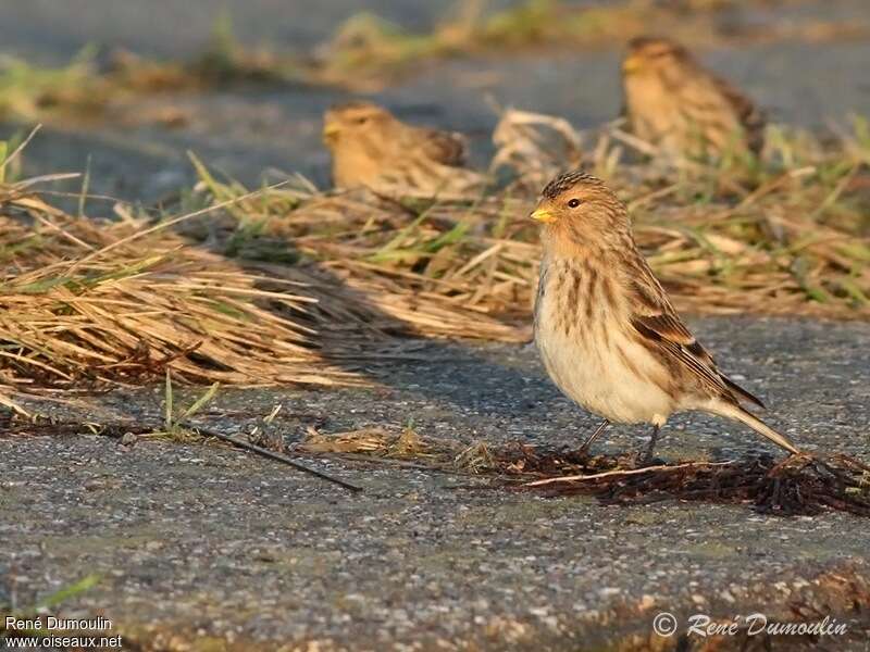 Twite female adult, identification