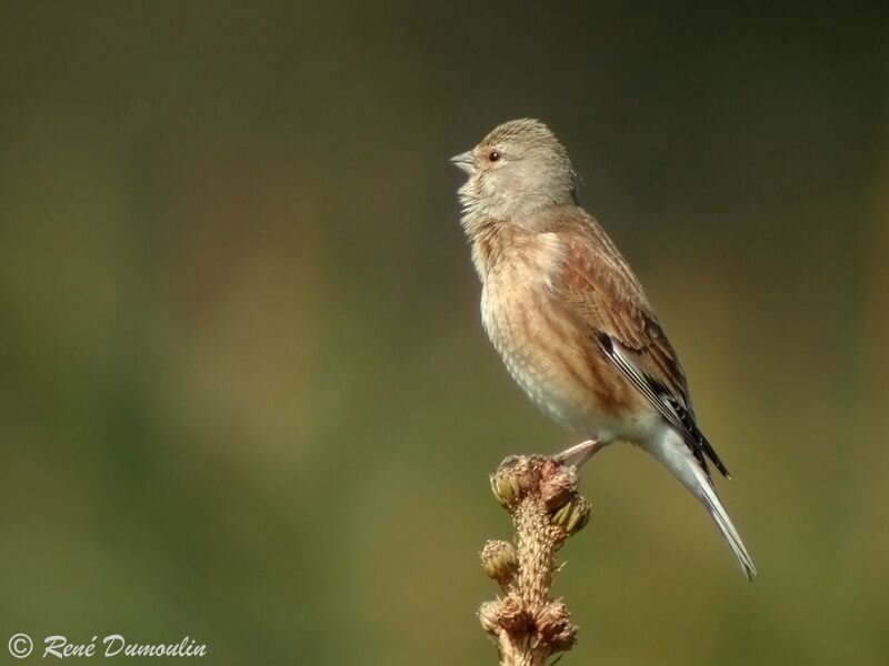 Common Linnet female adult, identification