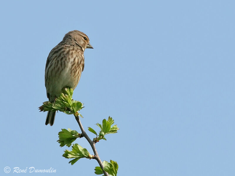 Common Linnet female adult, identification
