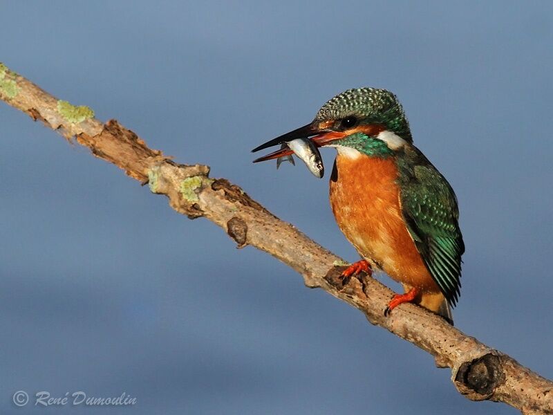 Common Kingfisher female adult, identification, feeding habits