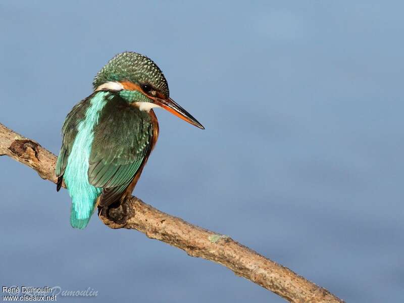 Martin-pêcheur d'Europe femelle adulte, identification, pêche/chasse
