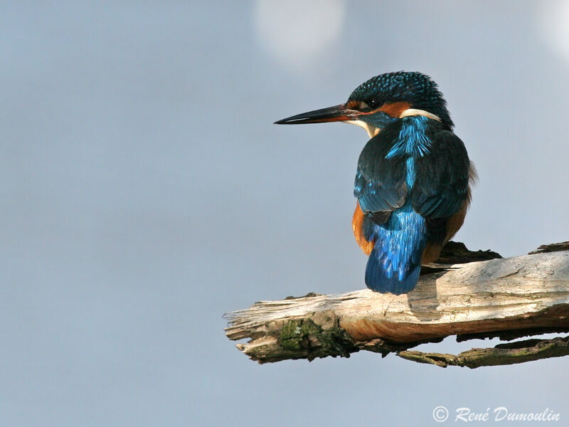 Martin-pêcheur d'Europe femelle adulte, identification