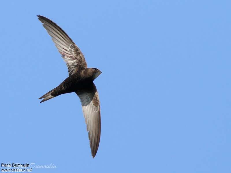 Common Swiftadult, Flight