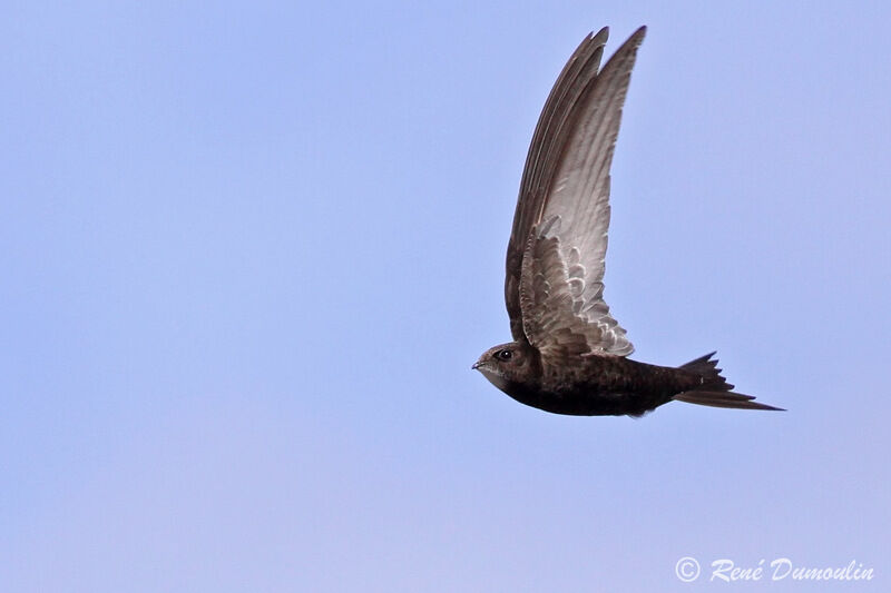 Common Swiftadult, Flight