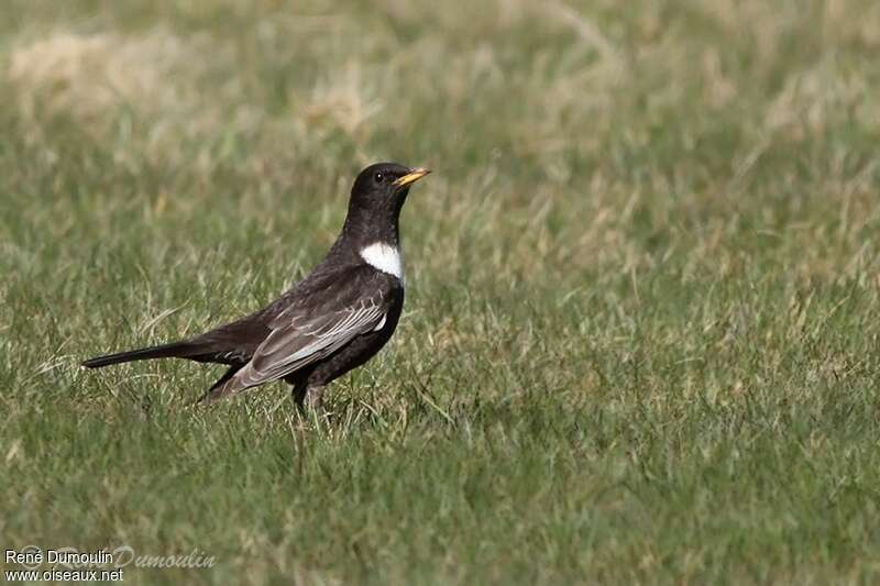 Ring Ouzel male adult breeding, identification