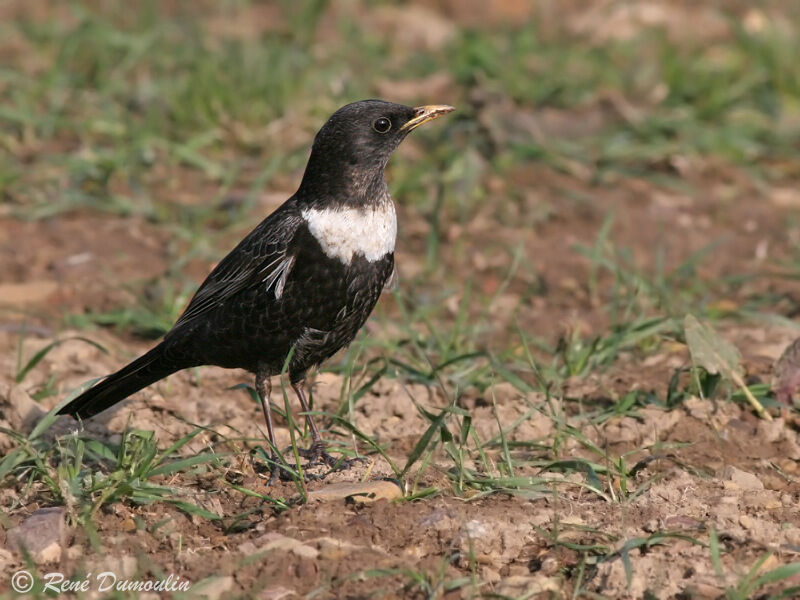 Ring Ouzel male adult