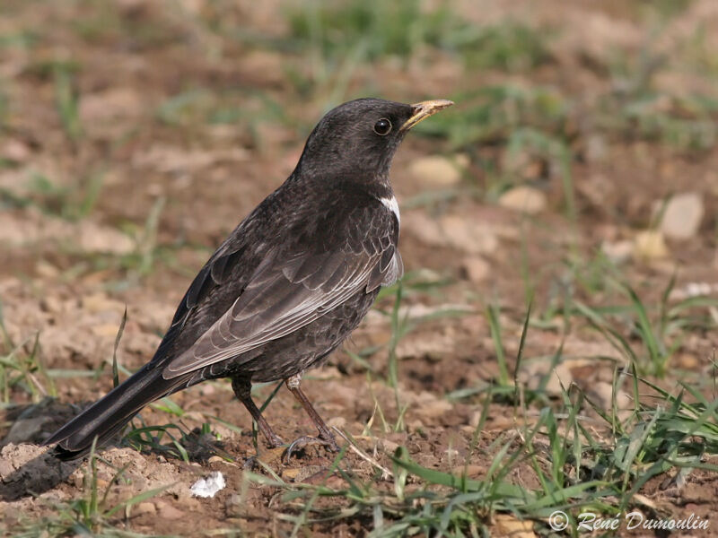 Ring Ouzel male adult breeding, identification