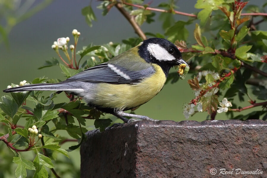 Great Tit male adult, Reproduction-nesting, Behaviour