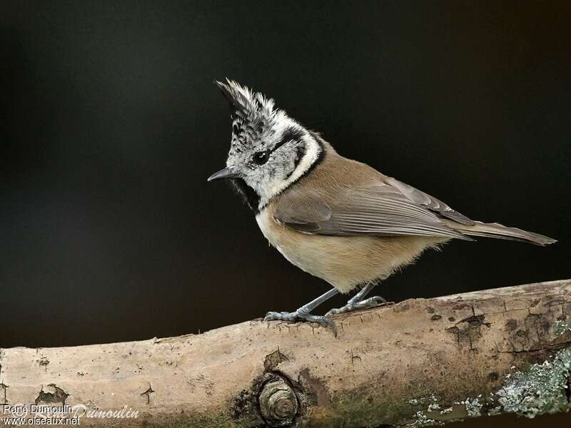 Mésange huppéeadulte, identification
