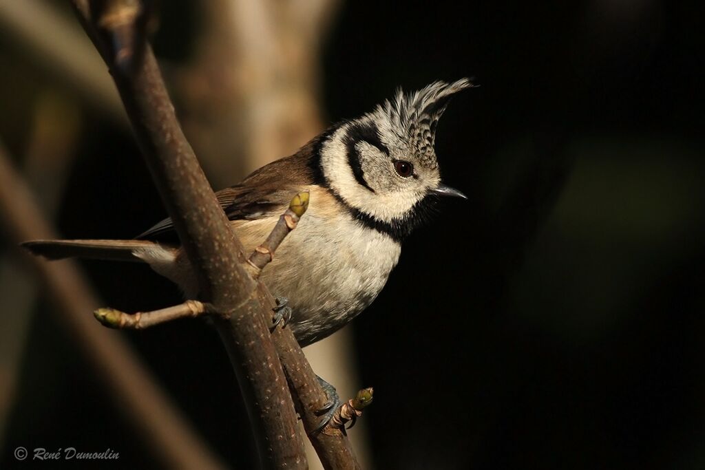 Mésange huppéeadulte, identification