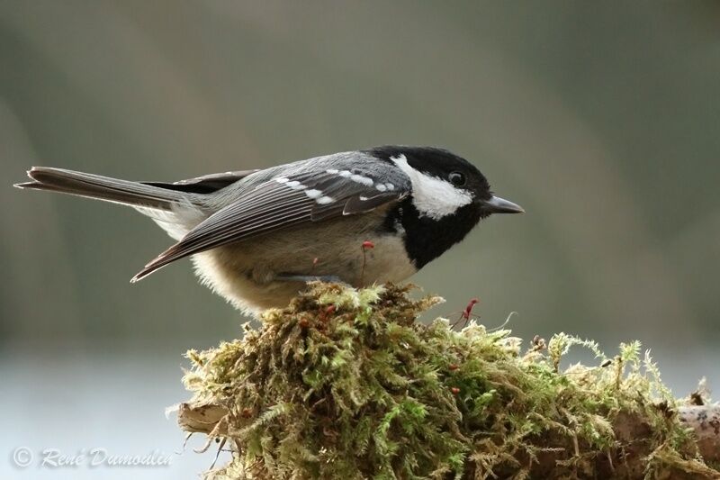 Mésange noireadulte, identification