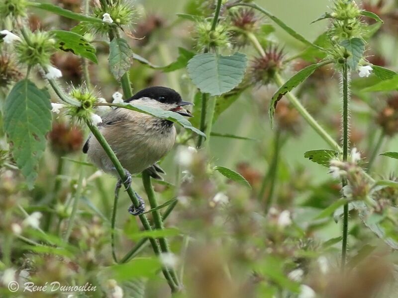 Mésange nonnette, régime