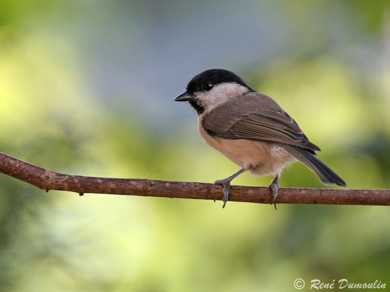 Mésange nonnetteadulte