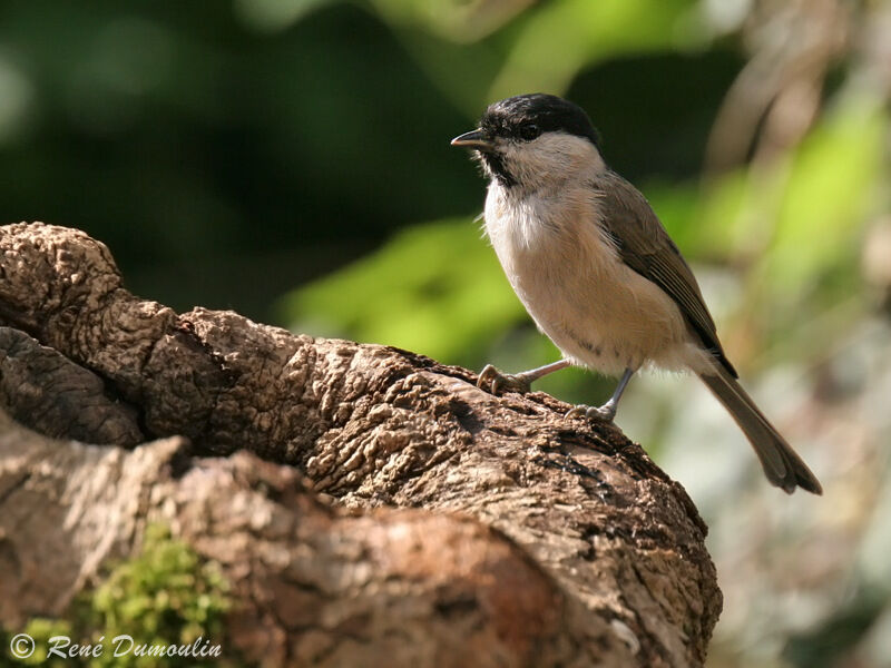 Mésange nonnette