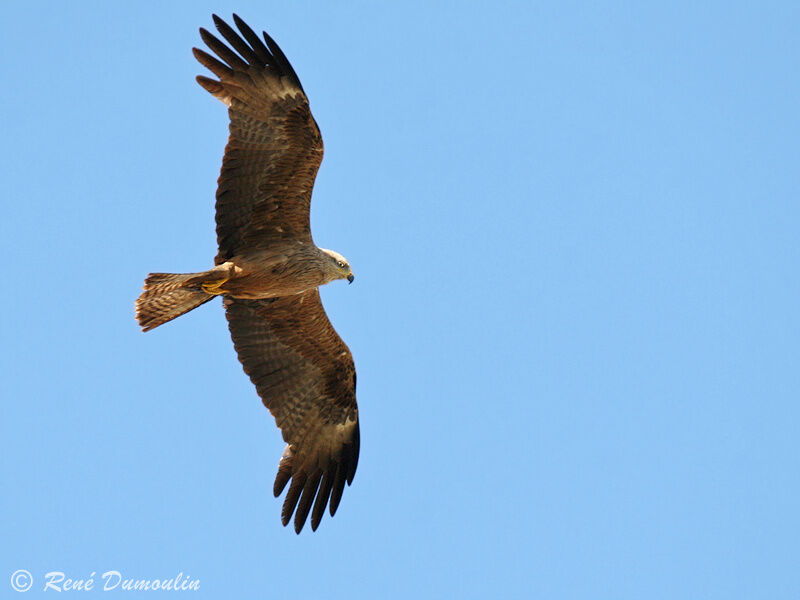 Black Kite