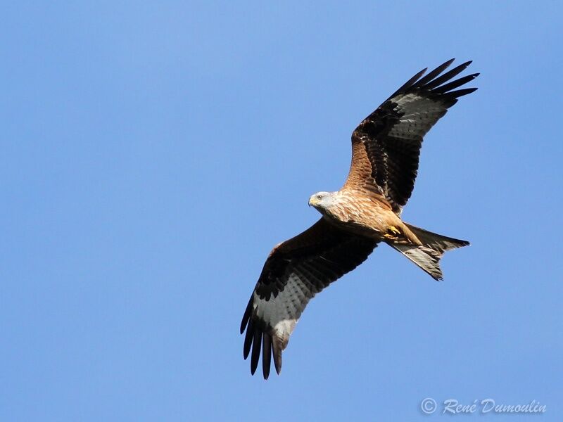 Red Kiteimmature, Flight
