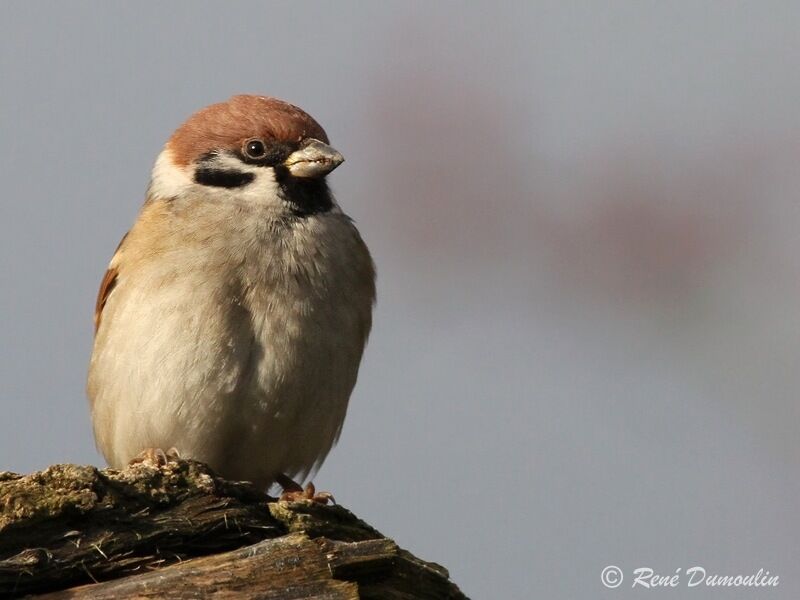 Moineau friquetadulte, identification