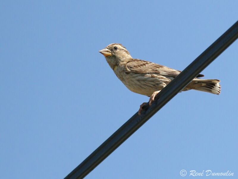 Moineau soulcieadulte