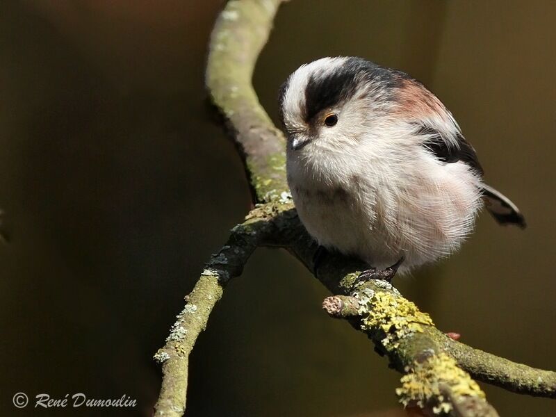 Orite à longue queueadulte, identification