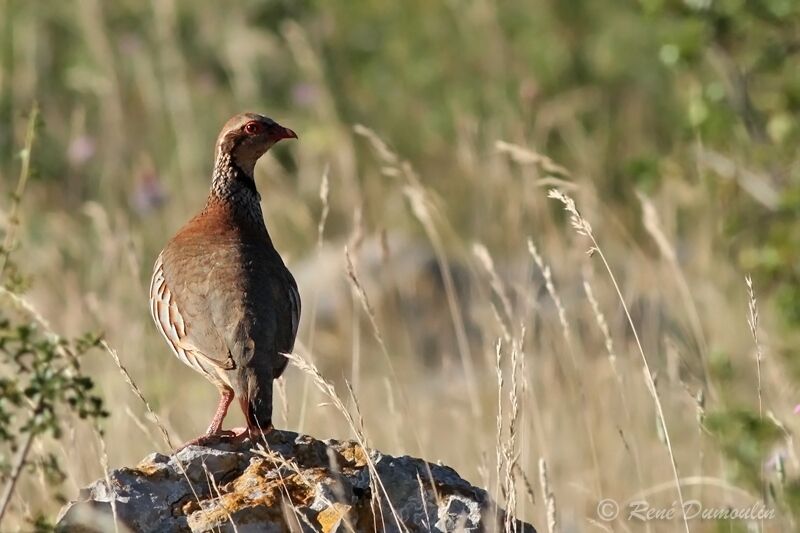 Red-legged Partridgeadult, identification