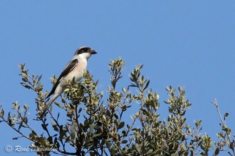 Lesser Grey Shrike