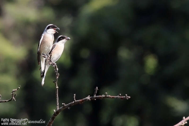 Lesser Grey Shrikeadult breeding, courting display