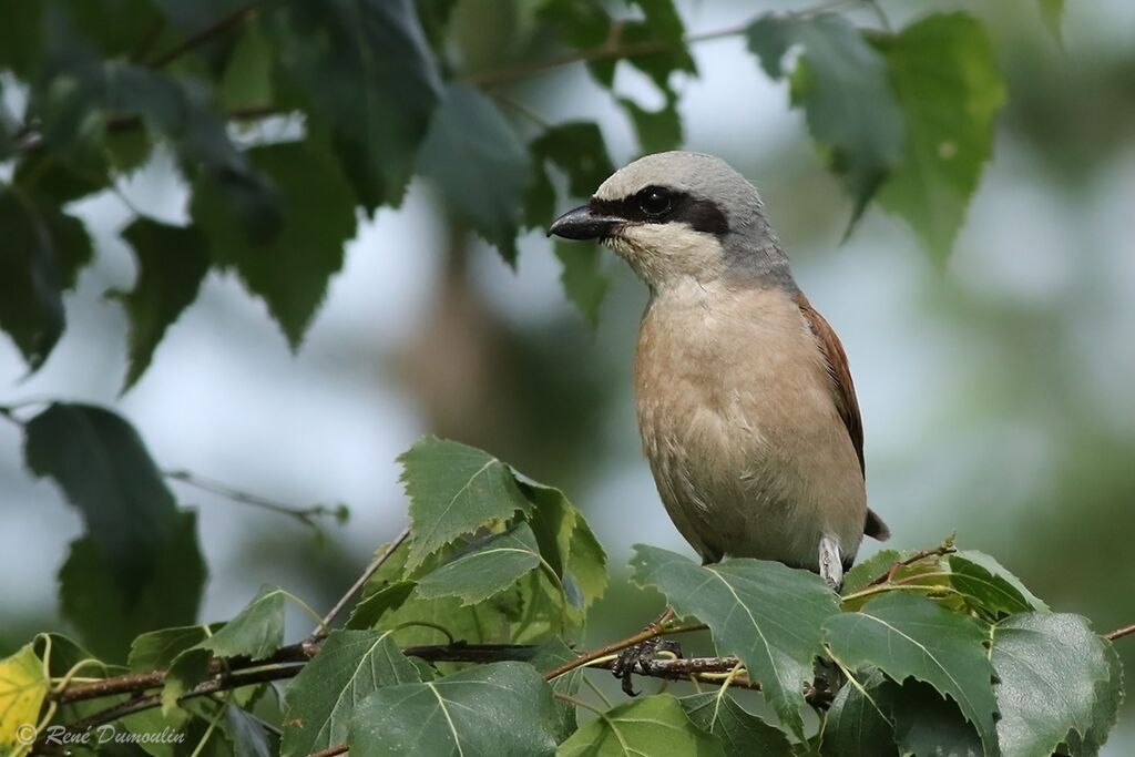 Pie-grièche écorcheur mâle adulte nuptial, identification